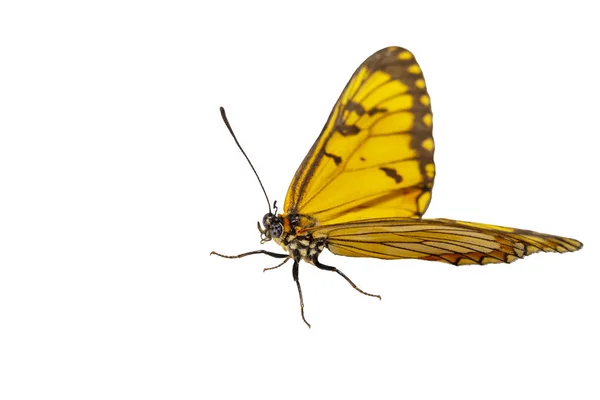 Isolated Hide View Yellow Coster Butterfly Acraea Issoria Clipping Path — стоковое фото