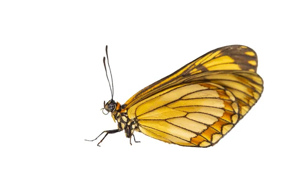 Vista Aislada Mariposa Coster Amarilla Acraea Issoria Con Trayectoria Recorte — Foto de Stock