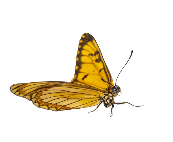 Ізольований Вид Схованок Жовтого Космічного Метелика Acraea Issuoria Відсічним Контуром — стокове фото