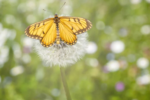 Mariposa Coster Amarillo Colgando Semilla Flor Del Candelabro Blanco Taraxacum —  Fotos de Stock