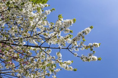 Beyaz Japon cherry veya sakura çiçek (Prunus serrulata veya Kanzan) Avrupa'nın çiçek açan