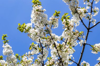 Beyaz Japon cherry veya sakura çiçek (Prunus serrulata veya Kanzan) Avrupa'nın çiçek açan