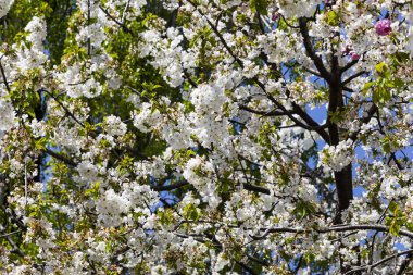 Beyaz Japon cherry veya sakura çiçek (Prunus serrulata veya Kanzan) Avrupa'nın çiçek açan