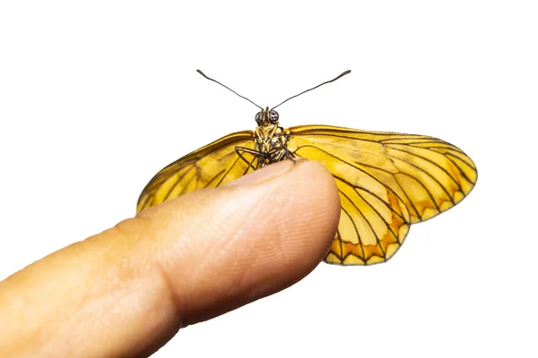 Vista Dorsal Aislada Mariposa Coster Amarilla Acraea Issoria Con Trayectoria —  Fotos de Stock