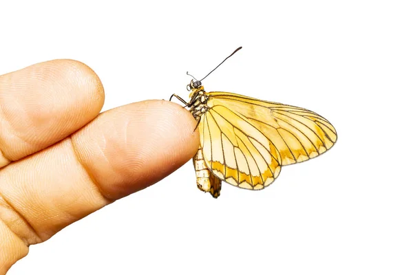 Mariposa Coster Amarilla Aislada Acraea Issoria Colgando Dedo Humano Con —  Fotos de Stock