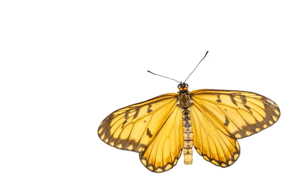 Isolated Dorsal View Yellow Coster Butterfly Acraea Issoria Clipping Path — Stock Photo, Image