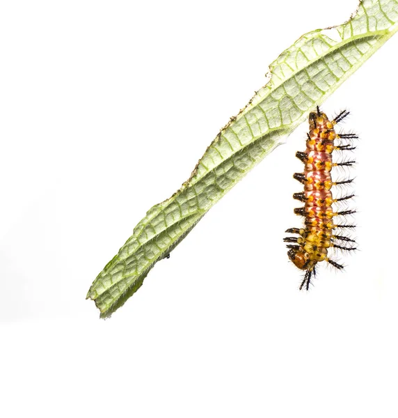 Firma Caterpillar Coster Żółty Motyl Acraea Issoria Spoczywa Liść Roślina — Zdjęcie stockowe