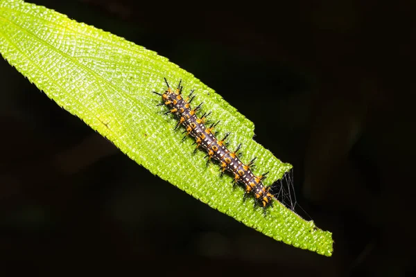 Caterpillar Yellow Coster Butterfly Acraea Issoria Resting Host Plant Leaf — Stock Photo, Image