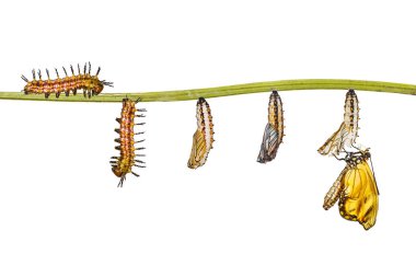 Sarı coster kelebek (Acraea issoria) caterpillar ve asılı dal, büyüme, metamorfoz, dönüşüm chrysalis yalıtılmış dönüştürme