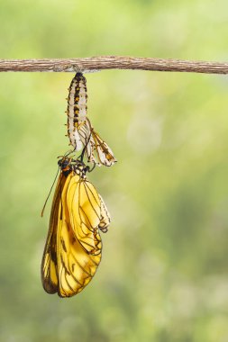 Sarı coster kelebek (Acraea issoria) ve olgun chrysalis asılı dal, büyüme, metamorfoz ortaya çıktı