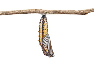 Isolated mature chrysalis of yellow coster butterfly ( Acraea issoria ) hanging on twig with white background and clipping path clipart