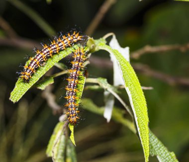 Ana bilgisayar bitki yaprak üzerinde dinlenme Caterpillar sarı coster kelebek (Acraea issoria) 