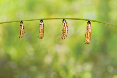 Pupa veya chrysalis dal yeşil arka plana sahip asılı sarı coster kelebek (Acraea issoria)