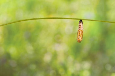Pupa veya chrysalis dal yeşil arka plana sahip asılı sarı coster kelebek (Acraea issoria)
