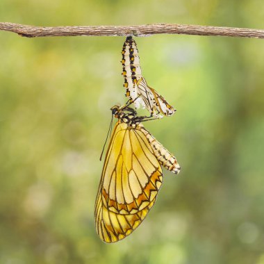 Sarı coster kelebek (Acraea issoria) ve olgun chrysalis asılı dal, büyüme, metamorfoz ortaya çıktı