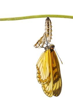 Isolated emerged yellow coster butterfly ( Acraea issoria ) and mature chrysalis hanging on twig with clipping path , growth , metamorphosis clipart