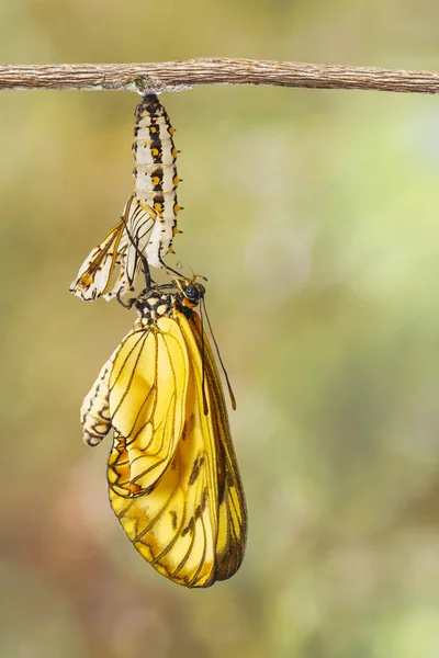 Mariposa Coster Amarillo Emergente Acraea Issoria Crisálida Madura Colgando Ramita — Foto de Stock