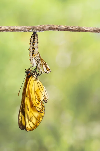 Borboleta Amarela Emergente Acraea Issoria Crisálida Madura Pendurada Galho Crescimento — Fotografia de Stock