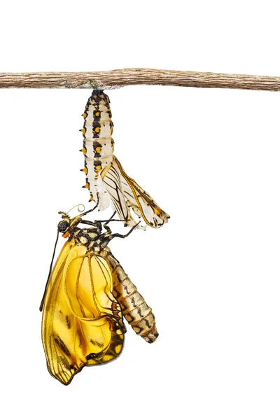 蛹の殻に掛かっている分離浮上黄色コスター蝶 Acraea Issoria と白の小枝 — ストック写真