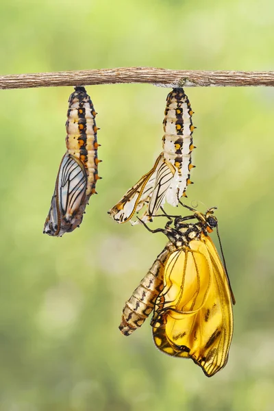 Mariposa Coster Amarillo Emergente Acraea Issoria Crisálida Madura Colgando Ramita —  Fotos de Stock