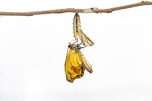 Emerged from chrysalis of yellow coster butterfly ( Acraea issoria ) hanging on shell and twig with white background