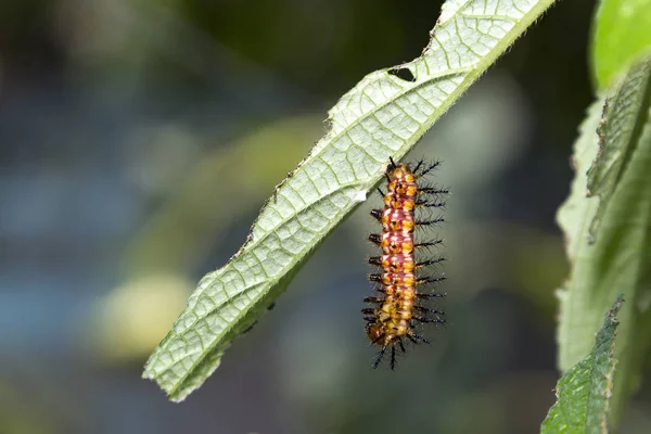 Rups Van Gele Coster Vlinder Acraea Issoria Rusten Host Plant — Stockfoto