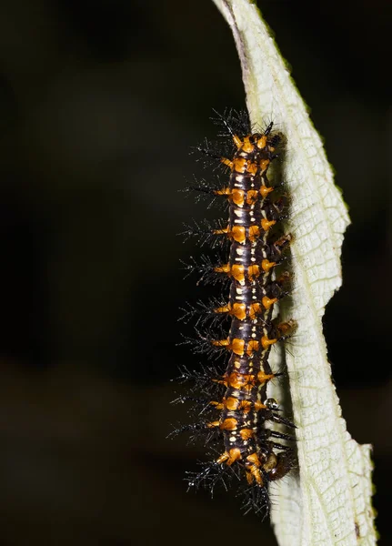 Housenka Žluté Coster Butterfly Acraea Issoria Hostitele Rostlina List — Stock fotografie