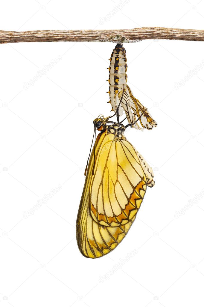 Isolated emerged yellow coster butterfly ( Acraea issoria ) and mature chrysalis hanging on twig with clipping path, growth , metamorphosis