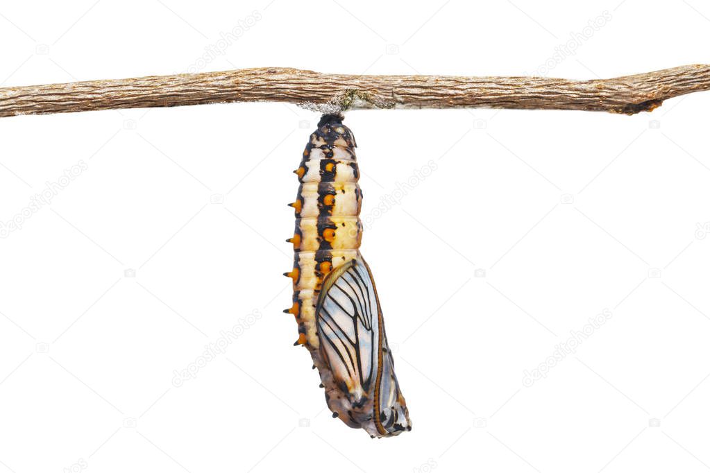 Isolated mature chrysalis of yellow coster butterfly ( Acraea issoria ) hanging on twig with white background and clipping path