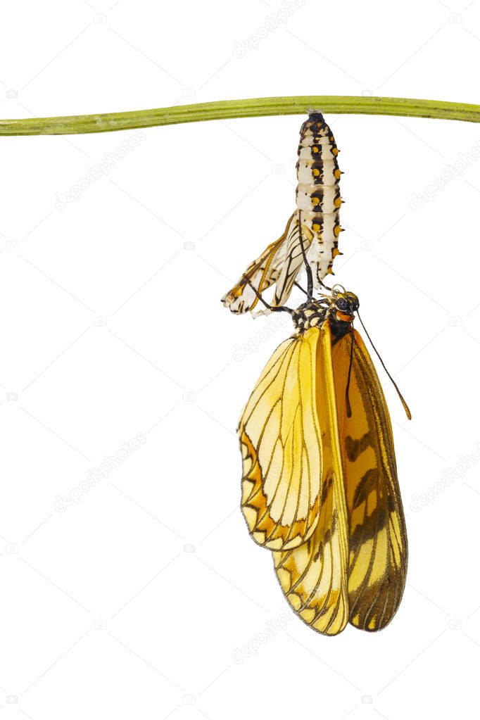 Isolated emerged yellow coster butterfly ( Acraea issoria ) and mature chrysalis hanging on twig with clipping path , growth , metamorphosis
