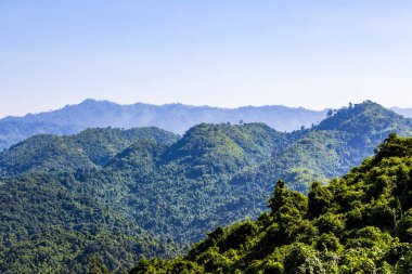 Thailan yağmur ormanı dağda bir yeşil ağaç manzaralı