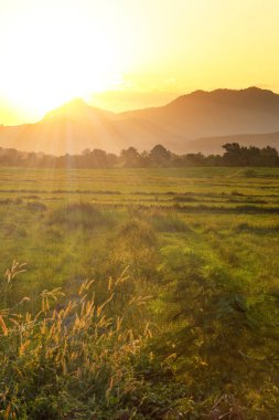 Akşam siluet dağ ve pirinç alan üzerinden günbatımı 
