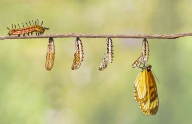 Sarı coster dönüşümün kelebek (Acraea issoria) sağa sola