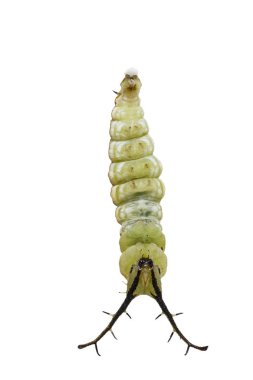 Tabby kelebek izole olgun caterpillar (Pseudergolis biz