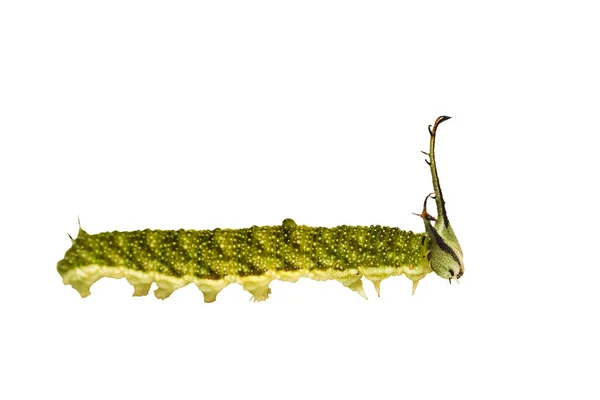 หนอนผีเสื้อทาบี้ที่โดดเดี่ยว (Pseudergolis wedah) — ภาพถ่ายสต็อก