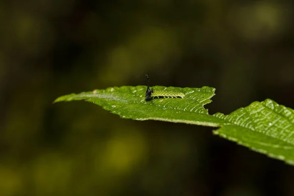 Caterpillar of Tabby butterfly  (Pseudergolis wedah) on its host — Stock Photo, Image