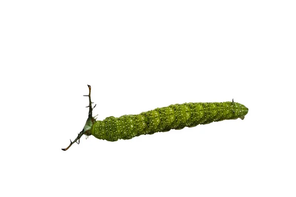 Isolerade caterpillar av Tabby fjäril (Pseudergolis wedah) på — Stockfoto