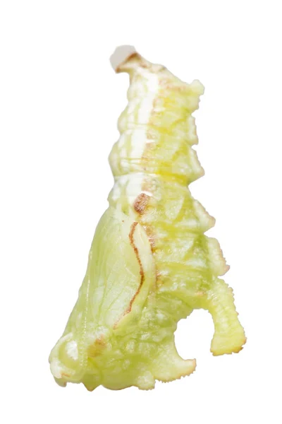 Isolerade förpuppningen till puppa av Tabby fjäril (Pseudergolis — Stockfoto