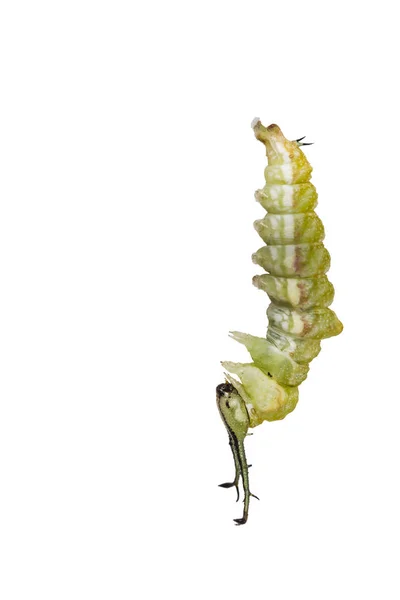 Isolated mature caterpillar of Tabby butterfly  (Pseudergolis we — Stock Photo, Image