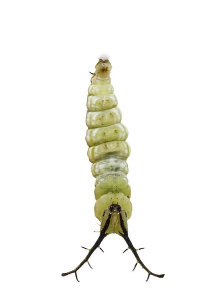 Isolated mature caterpillar of Tabby butterfly  (Pseudergolis we — Stock Photo, Image
