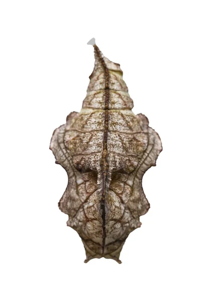 Tabby kelebek (Pseudergolis wedah) w üzerinde izole chrysalis — Stok fotoğraf