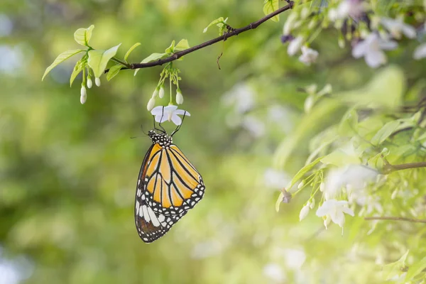 Mariposa tigre común descansando sobre flor blanca — Foto de Stock
