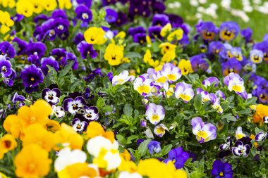 Bahçedeki blommong homo çiçekler