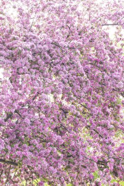 Avrupa'nın pembe Japon cherry veya sakura çiçek çiçeklenme