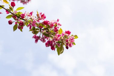 Avrupa'nın pembe Japon cherry veya sakura çiçek çiçeklenme