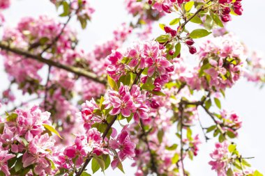Avrupa'nın pembe Japon cherry veya sakura çiçek çiçeklenme
