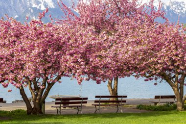 Pembe Japon cherry veya sakura çiçek (Prunus serrulat çiçek