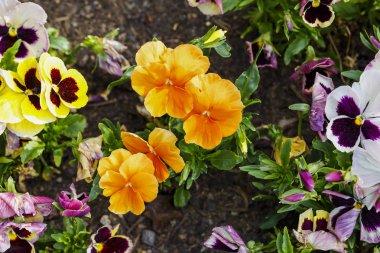 Renkli homo blommong bahçesinde çiçekler