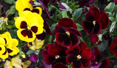 Turuncu sarı kırmızı çiçekler bahçede blommong vardır