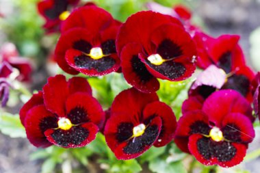 Kırmızı homo blommong bahçesinde çiçekler